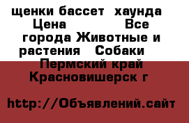 щенки бассет- хаунда › Цена ­ 20 000 - Все города Животные и растения » Собаки   . Пермский край,Красновишерск г.